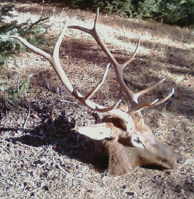 Stevens first bull