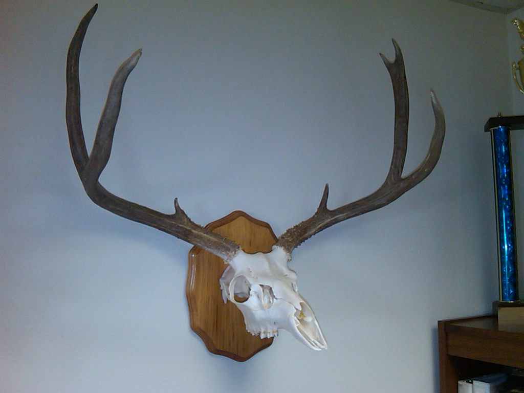 28&amp;quot; Mulie Fork