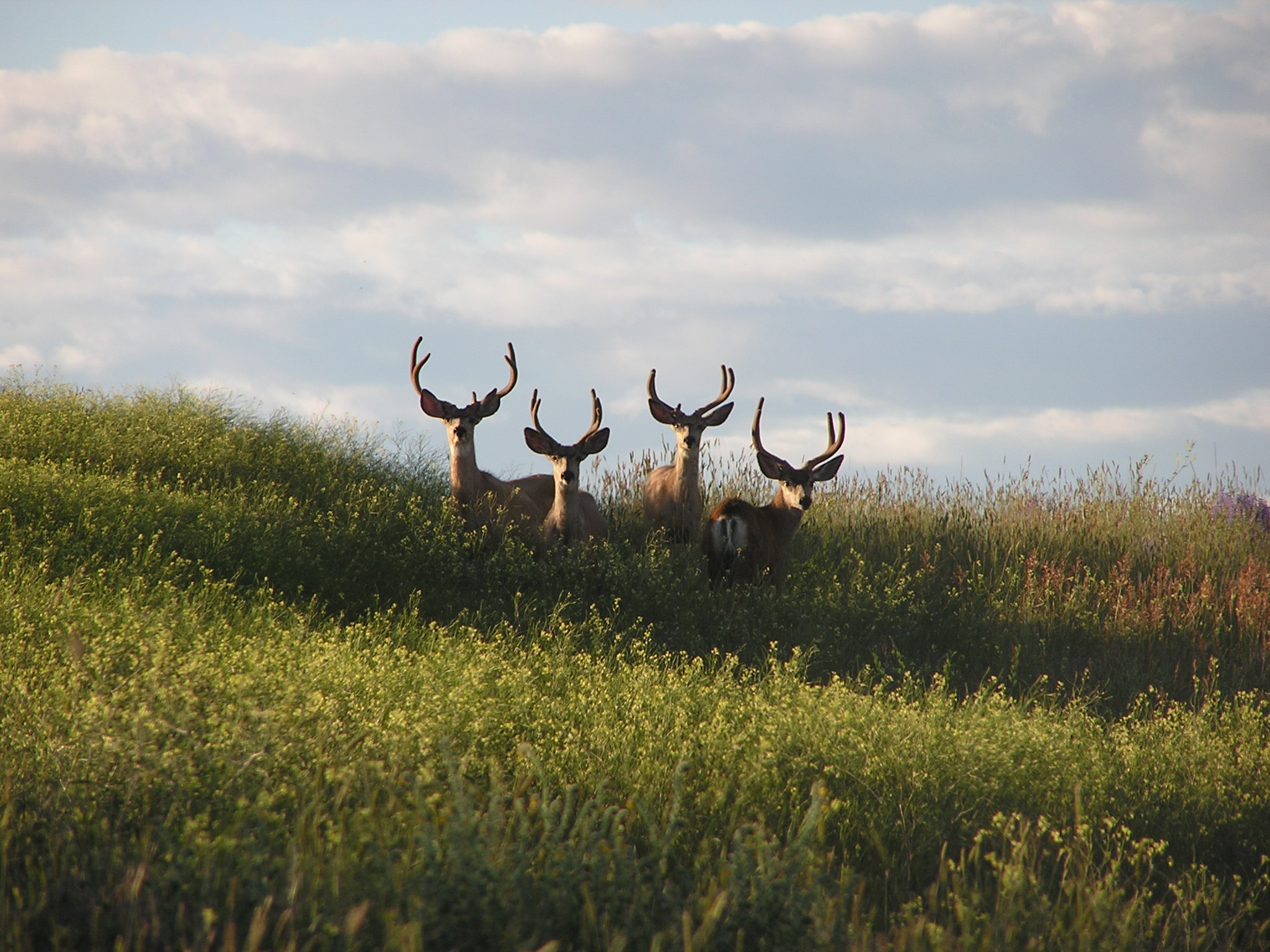 Some Young Washington Mule Deer