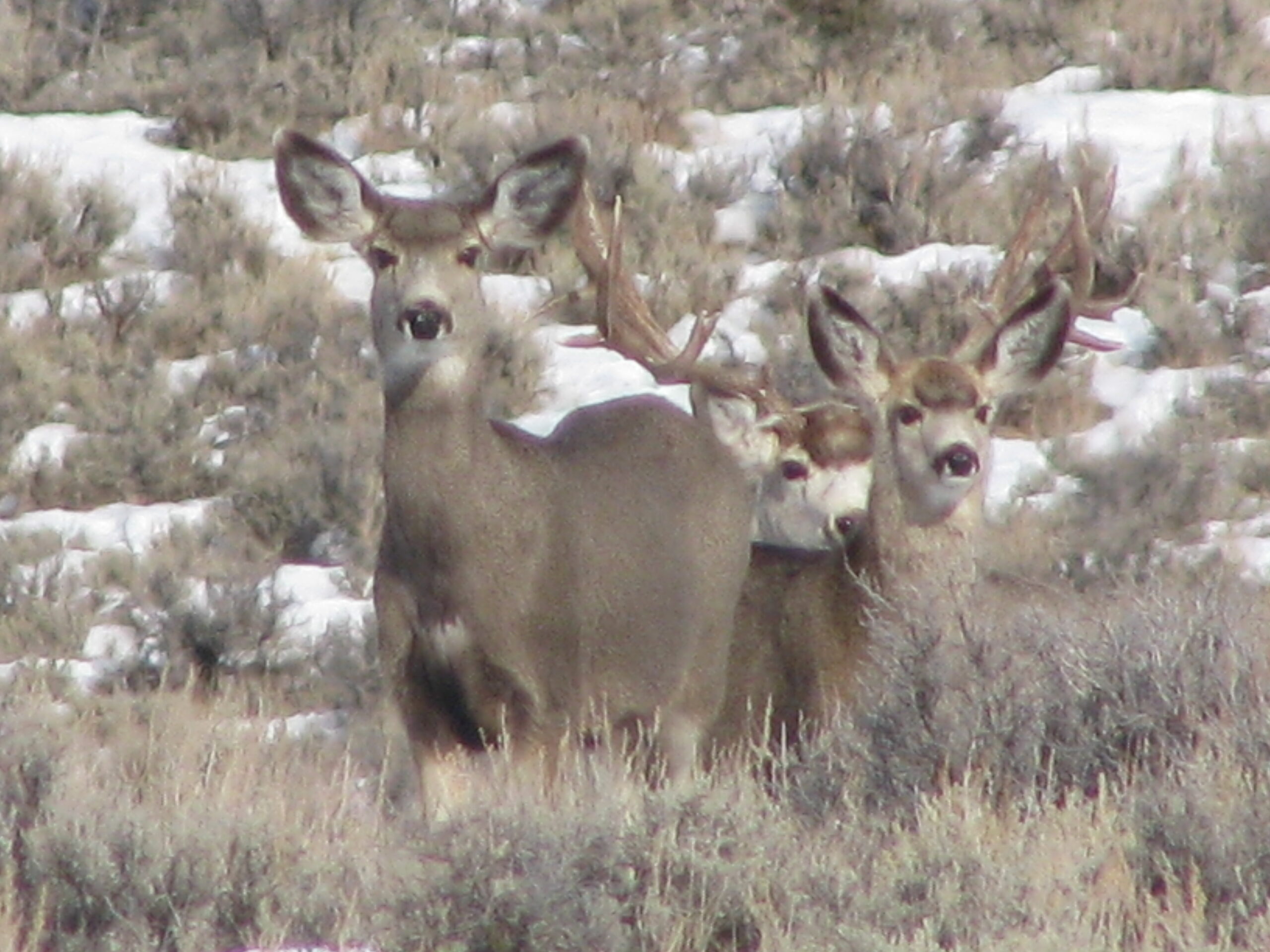 Wyoming Giant 1-28-2010