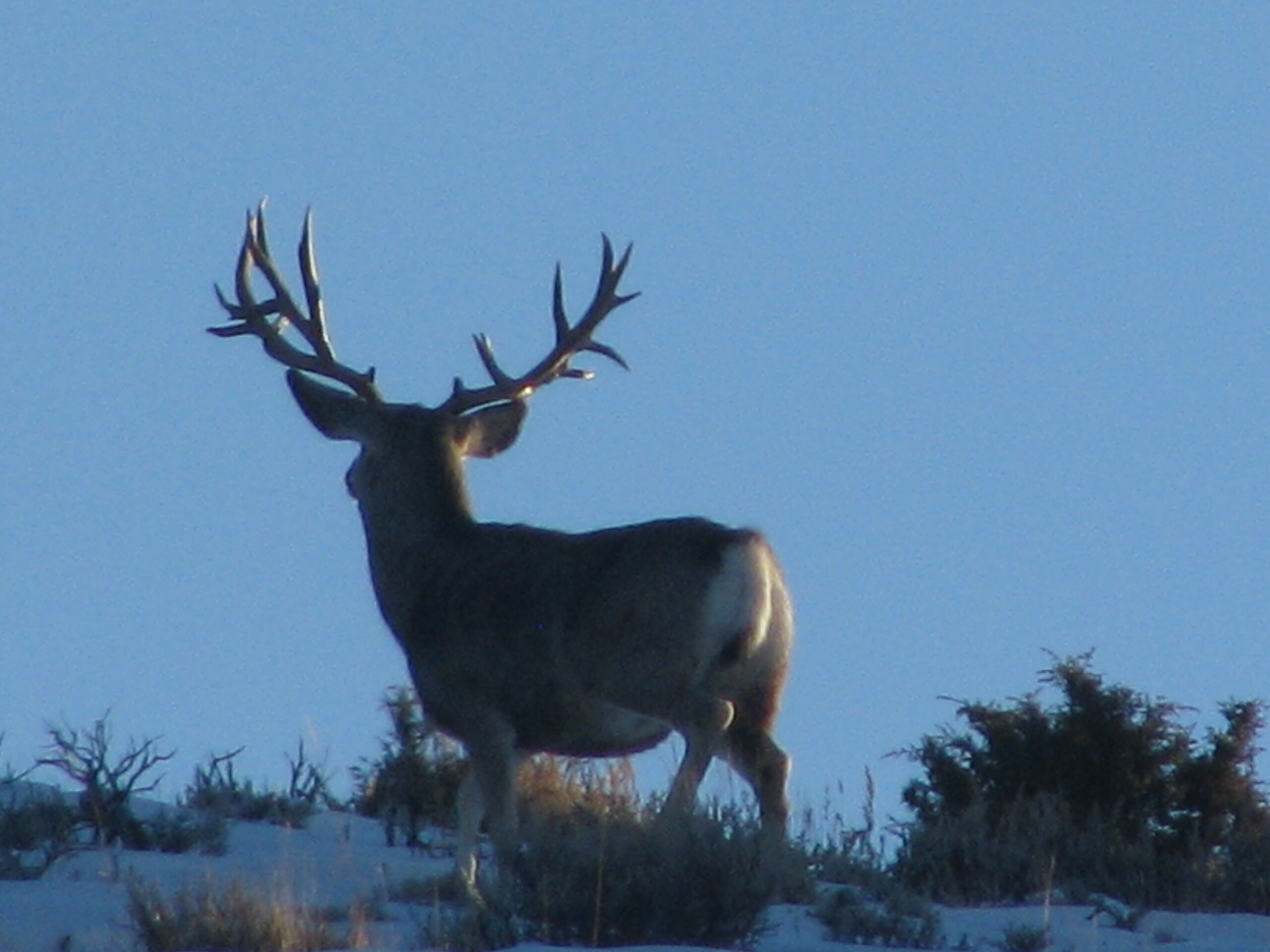 Wyoming Giant 1-21-2010