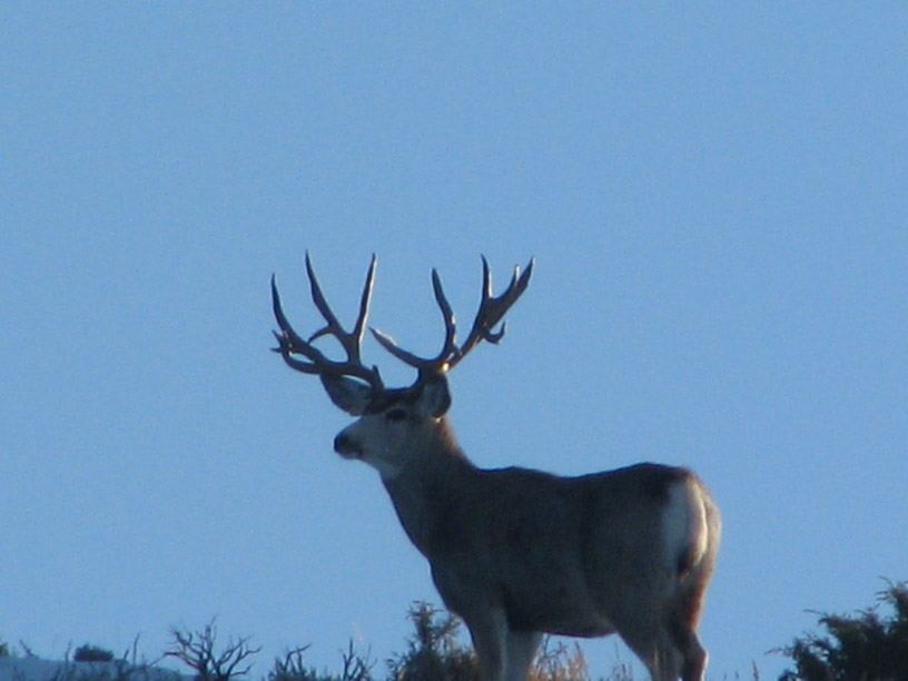 Wyoming Giant