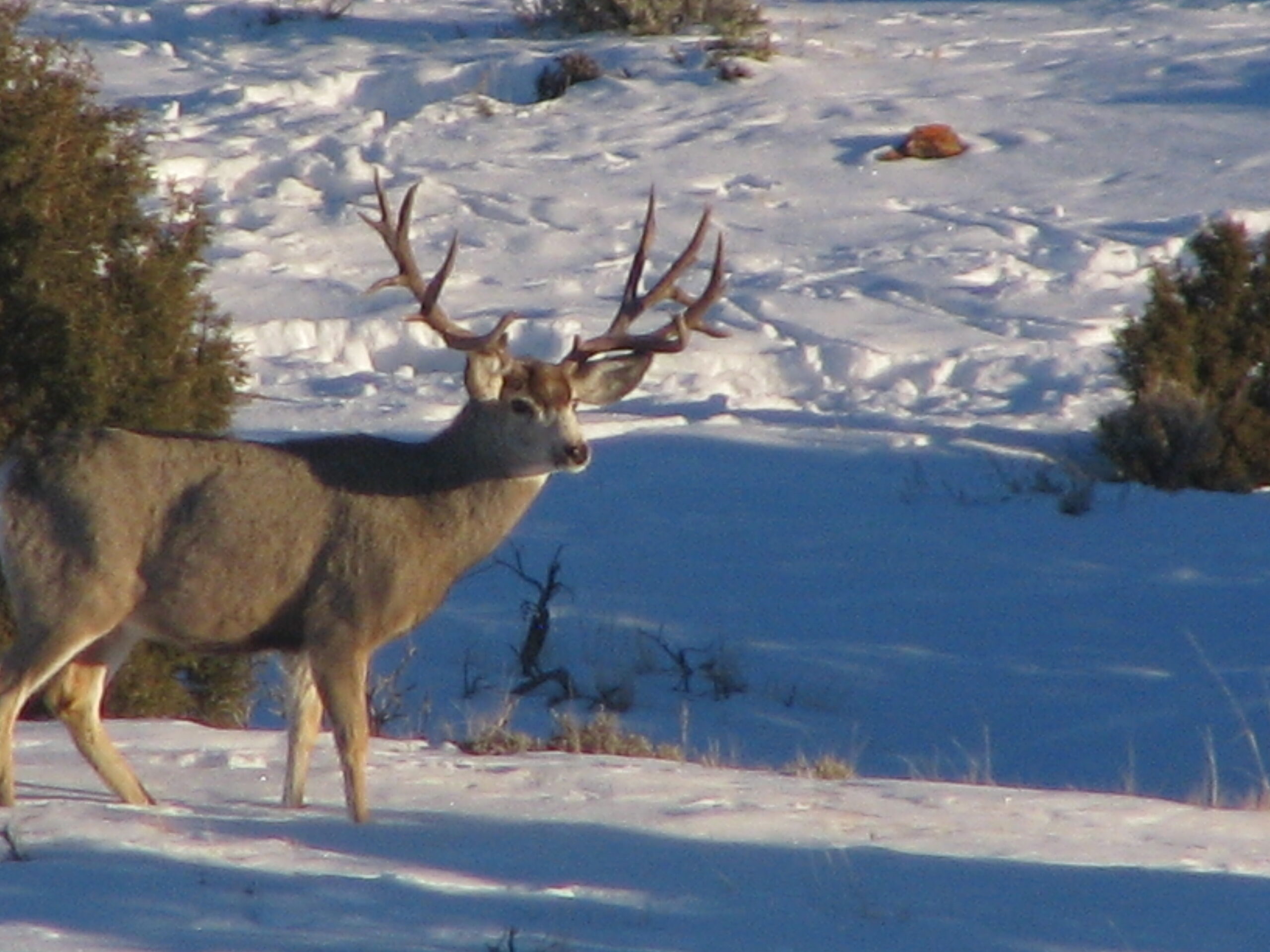 Wyoming Giant