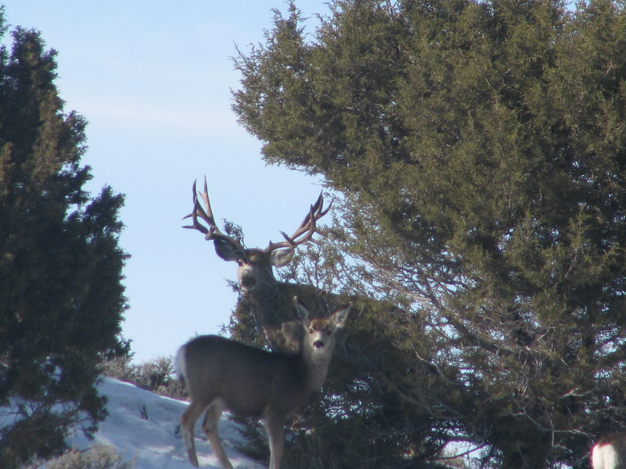 Wyoming Giant