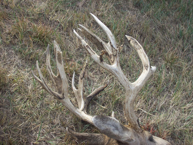 Brandon Mazanec - Gross 222&amp;quot; Kansas