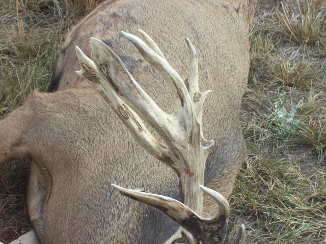 Brandon Mazanec - Gross 222&amp;quot; Kansas