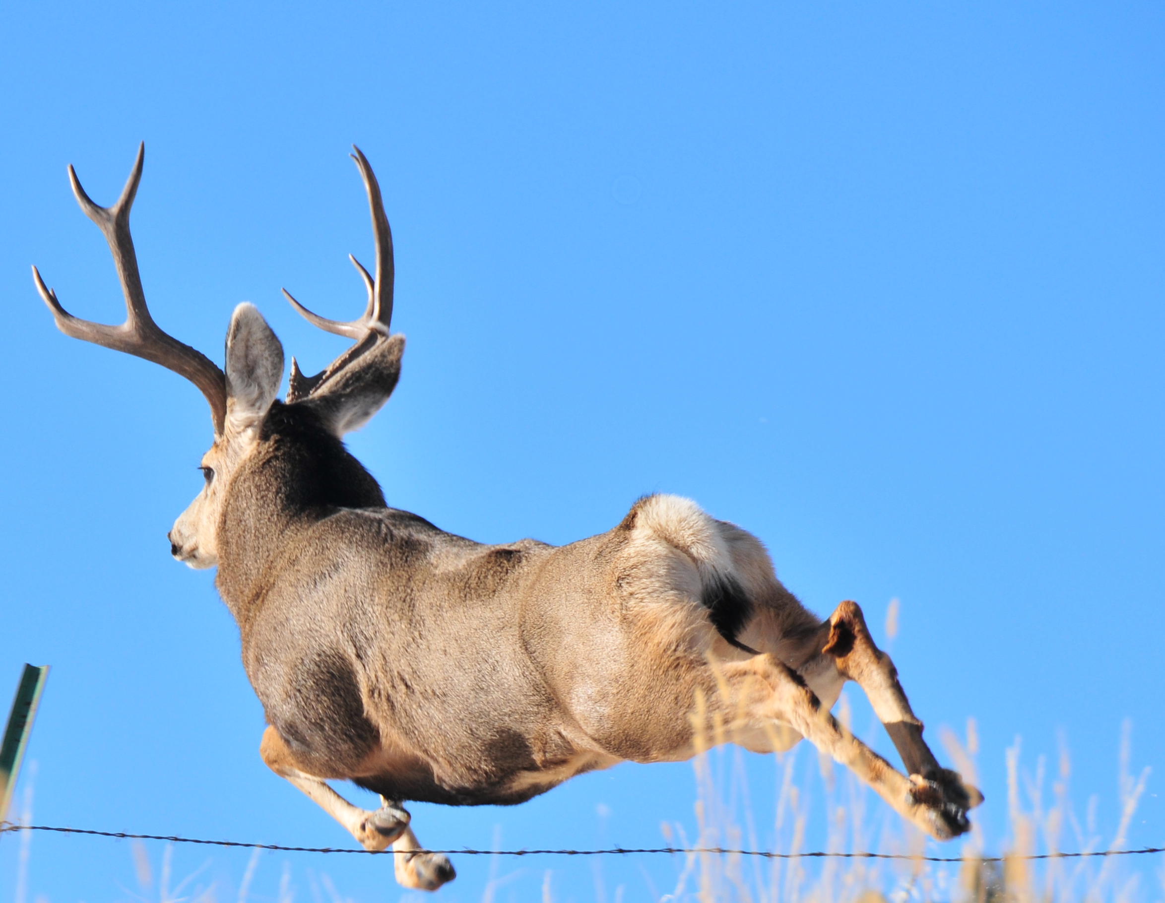 Blue Sky Buck