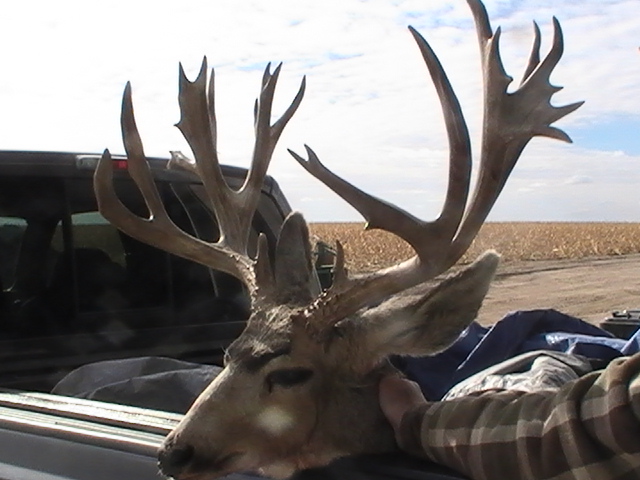 225 in. non-typ. Muley