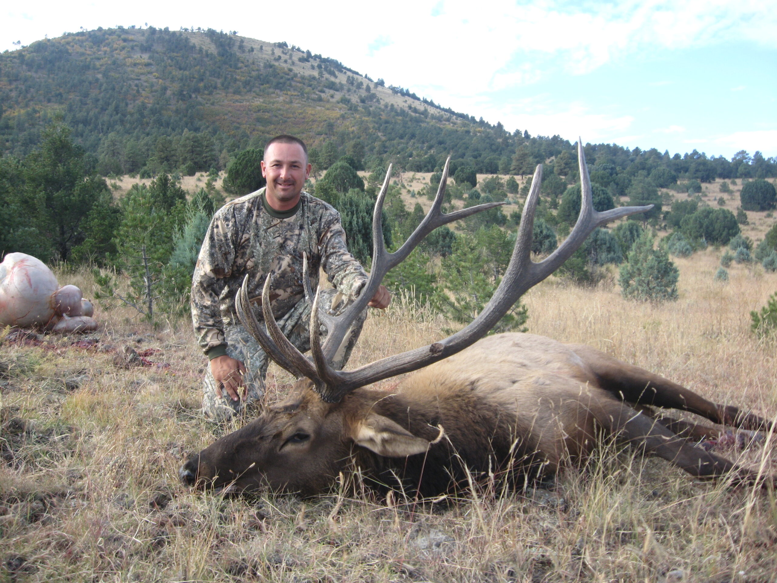 NM bull 