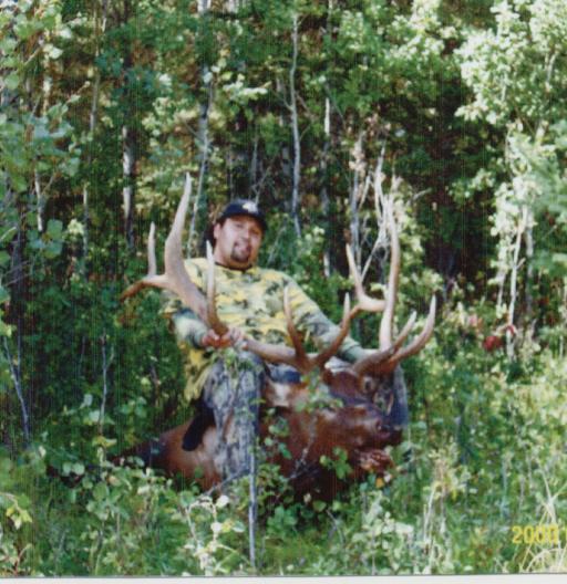 sask bull elk