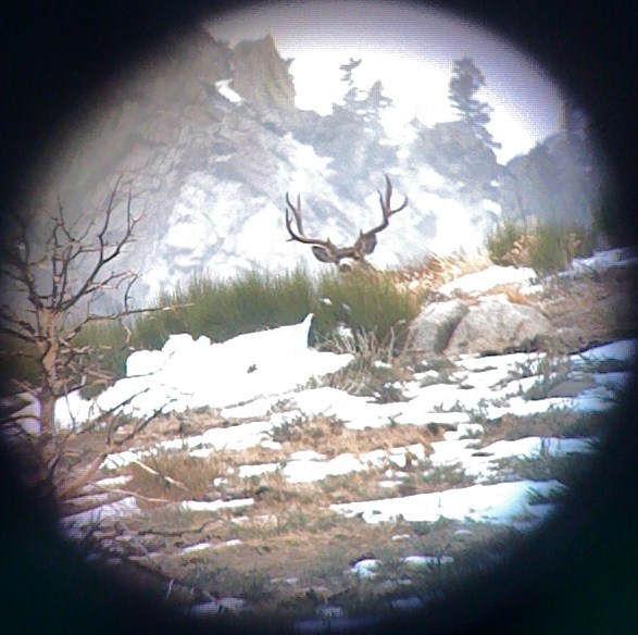 California Buck