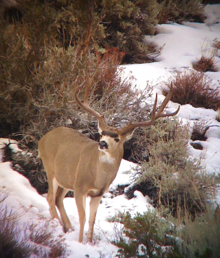 California Buck