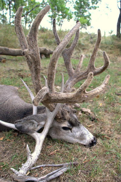 2011 Big Muddy Saskatchewan Muley