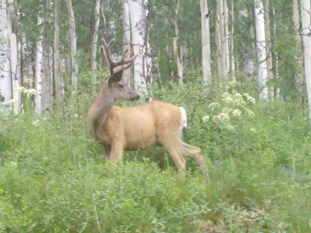 Colorado deer