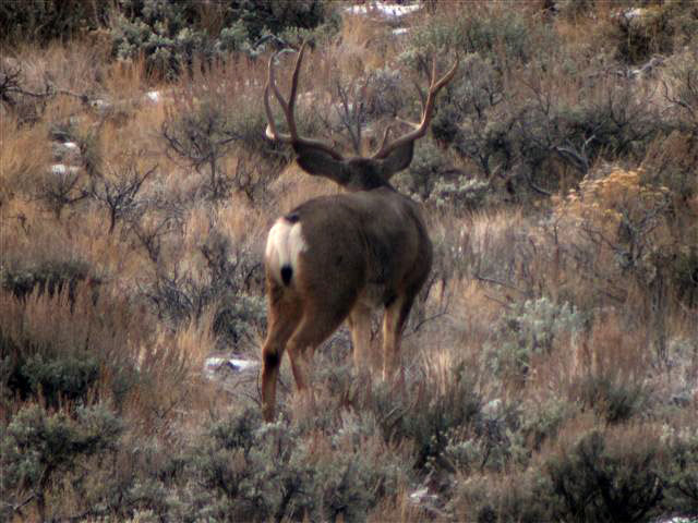 Winter Range, 2005 Utah