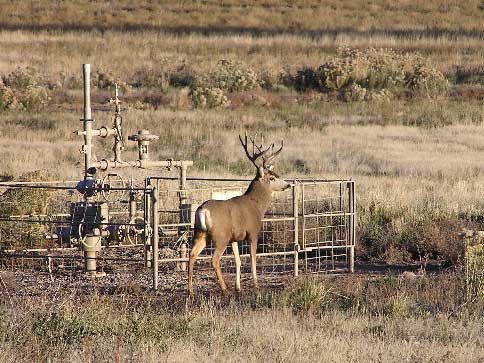 Ricahrd Jenkins, CO Buck