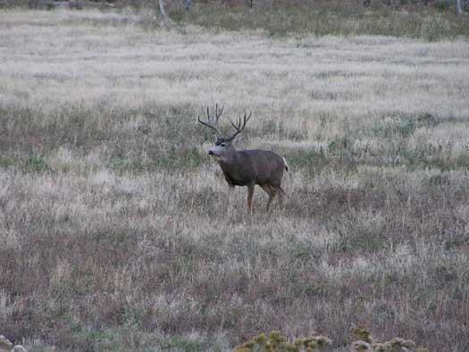 CO Buck