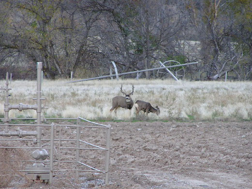 Colorado Mule Deer