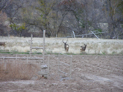 Colorado Mule Deer