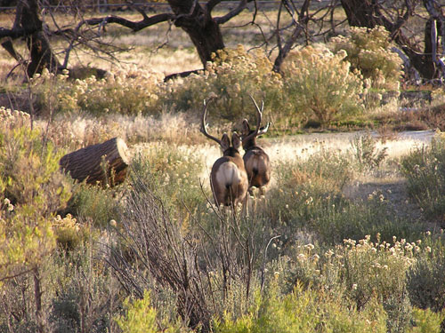 Colorado Mule Deer