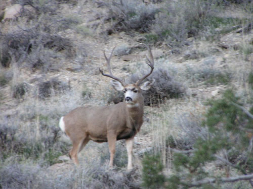 Colorado Mule Deer