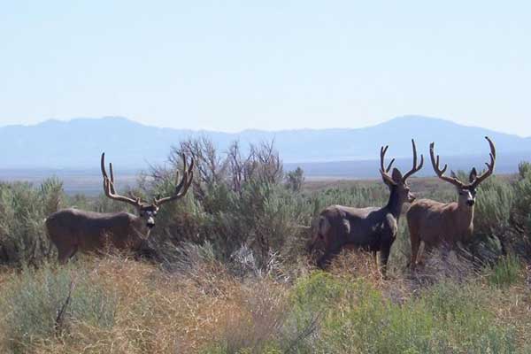 Kody Anderson sent this monster Muley photo a friend took while scouting this summer.