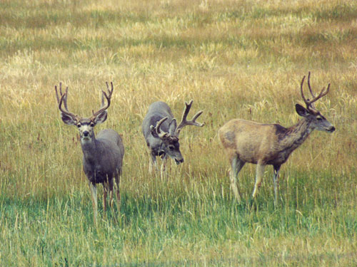 Joe Stamps 2002 Colorado Mule Deer