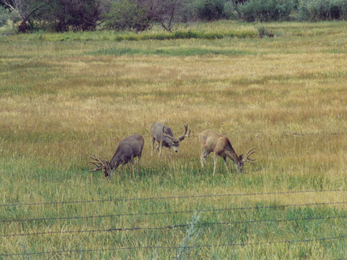 Joe Stamps 2002 Colorado Mule Deer