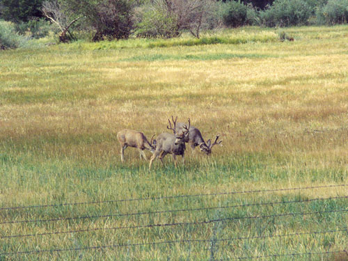 Joe Stamps 2002 Colorado Mule Deer