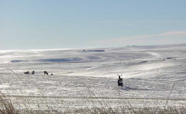 Canada Muley