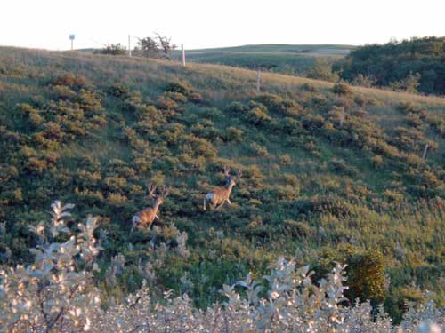 Canadian Mulies