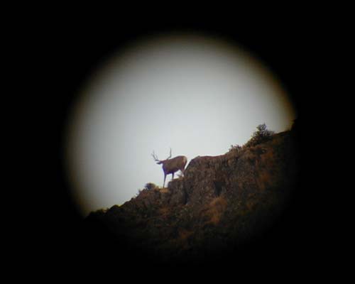 Washington State Mule Deer