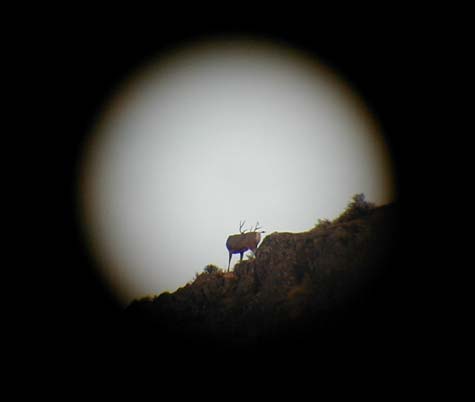 Washington State Mule Deer