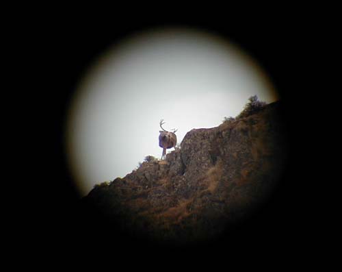 Washington State Mule Deer