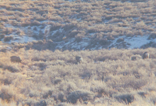 James Crank winter range buck.