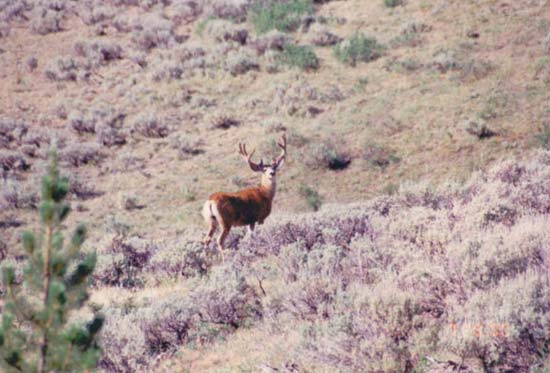 James Crank summer range buck.