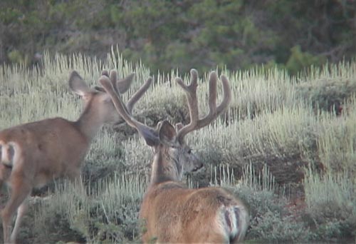 Lynn from Kanab, Utah sent this sweet buck taken on the Paunsaugunt.