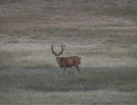 Tall 3 point, same as buck on left in 2002