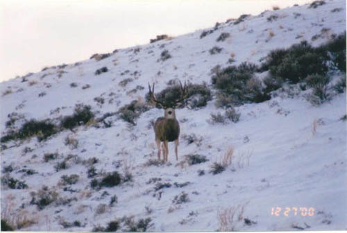 James Crank sent in thes fine buck.