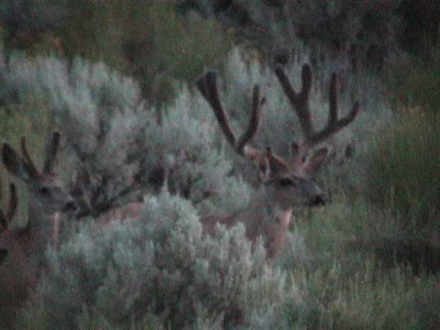 We call this buck &amp;quot;Jebediah&amp;quot;, look for him in our upcoming video.