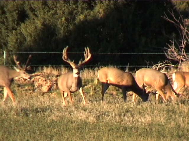 Real heavy good looking buck.  Didn&#039;t see him to often and only for one year.