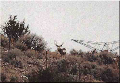 Don&#039;t know a lot about this buck, filmed near Cedar, UT.  Looks real good and wide.