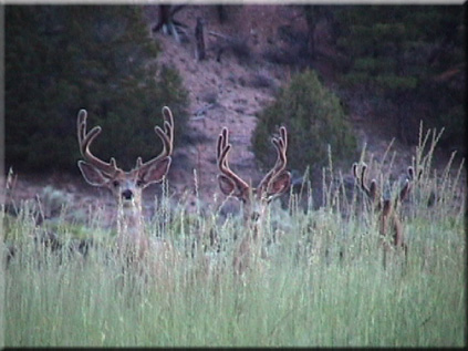 Karl snapped this shot of 3 young bucks.  We have film of the the narrow 3-point in the middle in 2002.