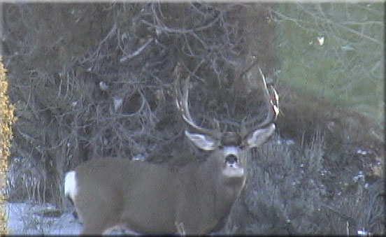 Lynn from Kanab, UT sent us this picture of this beautiful buck with a broken rack.