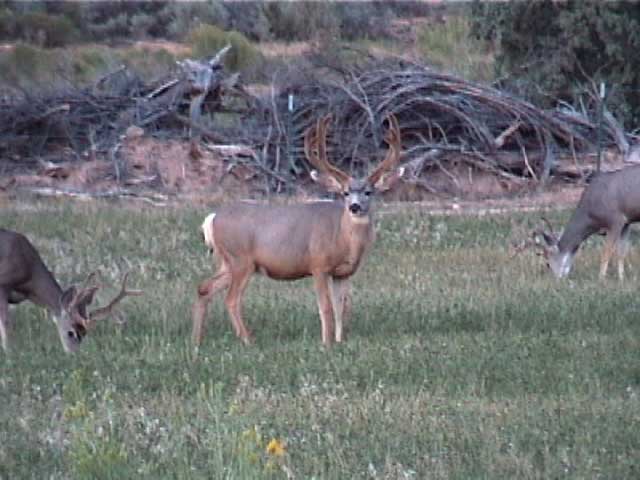 We called this buck &amp;quot;Subwoofer&amp;quot;, really heavy and we believe an older buck.  He had a huge body.w