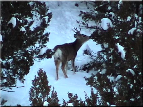 Eating Cedar trees.  Filmed near Cedar City, UT.