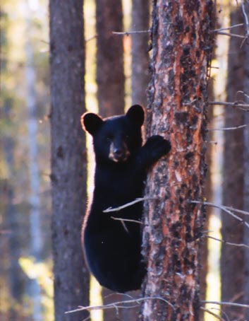 bear_cub