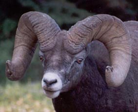 bighorn_ram1