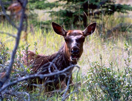 cow_elk