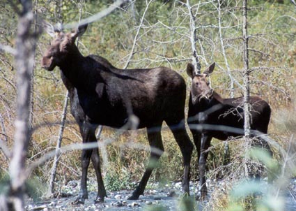 cow-calf_moose